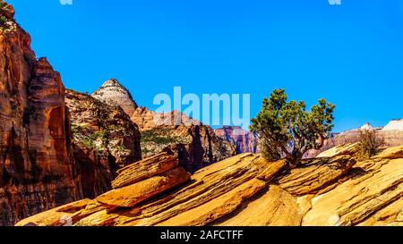 The mountains surrounding Zion Canyon viewed from the top of the Canyon Overlook Trail in Zion National Park, Utah, United States Stock Photo