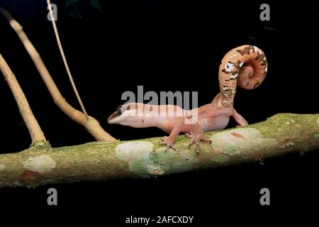 Cat Gecko, Cat Eyed Gecko, Cat Tail Gecko Stock Photo