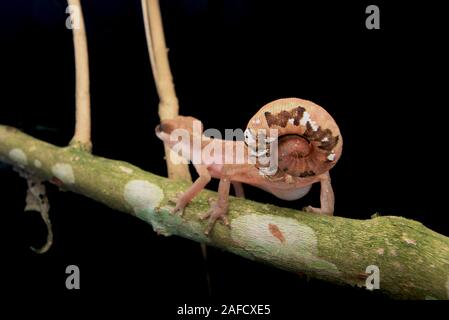 Cat Gecko, Cat Eyed Gecko, Cat Tail Gecko Stock Photo