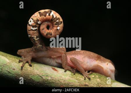 Cat Gecko, Cat Eyed Gecko, Cat Tail Gecko Stock Photo