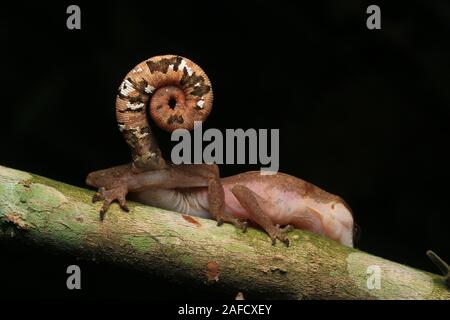 Cat Gecko, Cat Eyed Gecko, Cat Tail Gecko Stock Photo