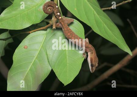 Cat Gecko, Cat Eyed Gecko, Cat Tail Gecko Stock Photo