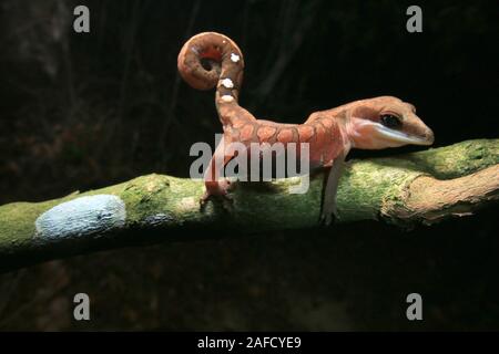 Cat Gecko, Cat Eyed Gecko, Cat Tail Gecko Stock Photo