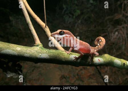 Cat Gecko, Cat Eyed Gecko, Cat Tail Gecko Stock Photo