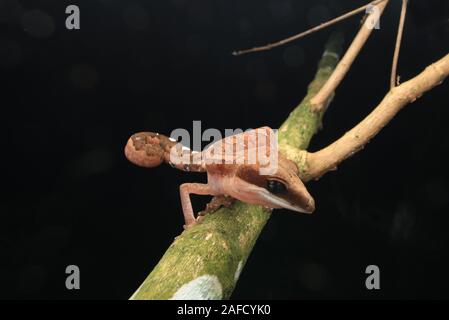 Cat Gecko, Cat Eyed Gecko, Cat Tail Gecko Stock Photo