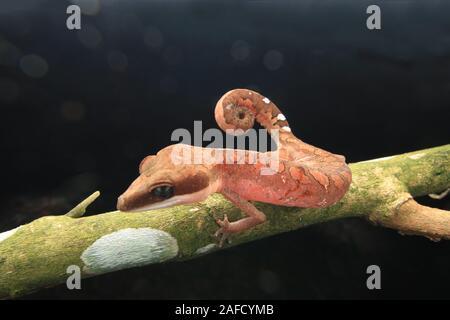 Cat Gecko, Cat Eyed Gecko, Cat Tail Gecko Stock Photo