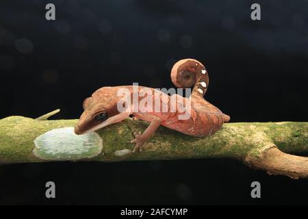 Cat Gecko, Cat Eyed Gecko, Cat Tail Gecko Stock Photo