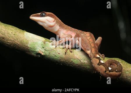 Cat Gecko, Cat Eyed Gecko, Cat Tail Gecko Stock Photo