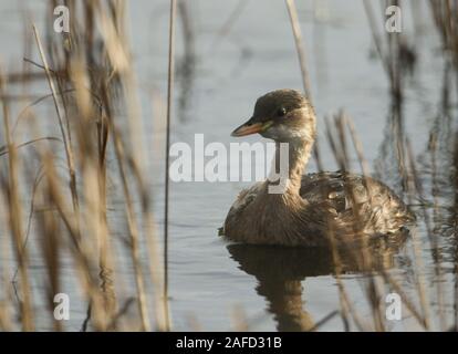 A cute Little Grebe, Tachybaptus ruficollis, swimming on a river amongst the reeds. It has been diving under the water catching food to eat. Stock Photo