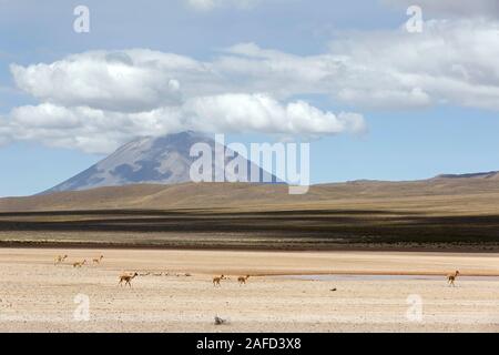 Vicunas (Vicugna vicugna) and Misti Volcano. Salinas y Aguada Blanca National Reserve, Peru. Stock Photo