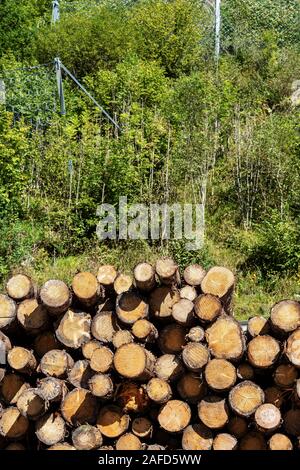 Pile of pine tree trunks with green trees in the background, Italian Alps, Trentino Alto Adige, Italy, Europe Stock Photo
