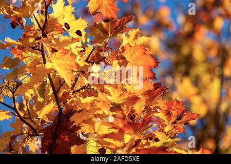 Close-up of a maple tree in autumn with red, orange and yellow leaves Stock Photo