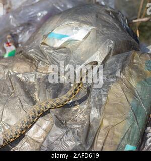 Dice snake warming up the body while lying on black polyethylene packages with garbage at early spring season Stock Photo