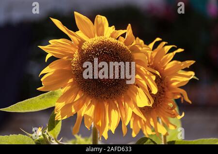 Close-up of two yellow and orange sunflowers on a dark background Stock Photo