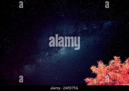 Milky Way on the Deep Blue Night Sky with Red Foliage in Foreground Stock Photo