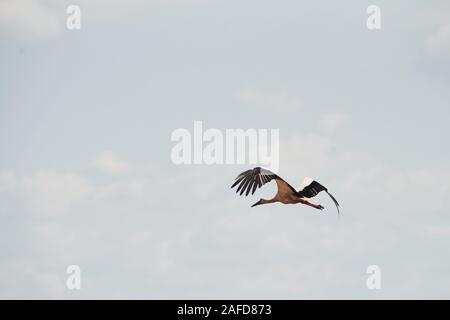 One stork flying high up in the sky. Wings raised. Animal wildlife Stock Photo