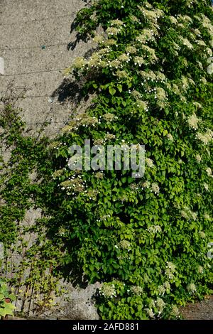 hydrangea anomala subsp petiolaris,climbing hydrangea,hydrangeas,house,wall,walls,climb,climber,climbing,cover,covered,flower,flowering,RM Floral Stock Photo
