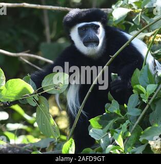 A black and white colobus monkey, the mantled guereza (Colobus guereza), relaxes on tree branches to digest its meal of leaves. Arusha National Park. Stock Photo