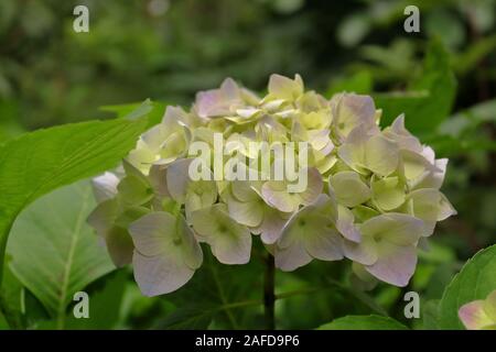 Closeup shot of white violet flowers in the garden Stock Photo