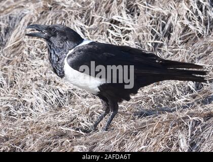 A  pied crow (Corvus albus) calls from the thatched roof of a Maasai house. Sanya Juu, Boma Ngombe, Tanzania. Stock Photo