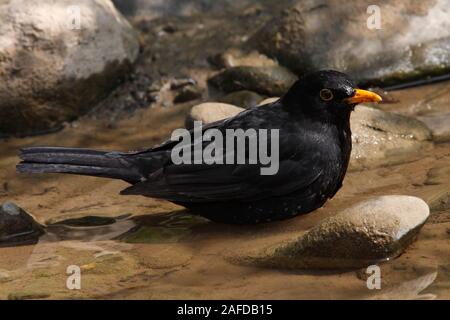 BLACKBIRD bathing, uk. Stock Photo