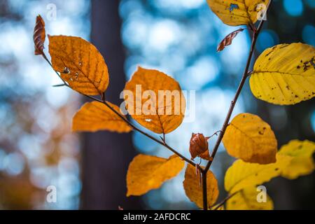 Close up image of orange autumn leaves at soft golden light in forrest. Stock Photo