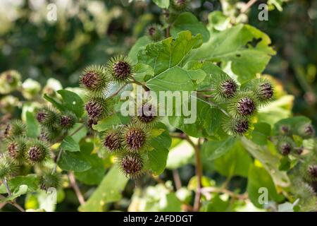 The velcro plant hi-res stock photography and images - Alamy