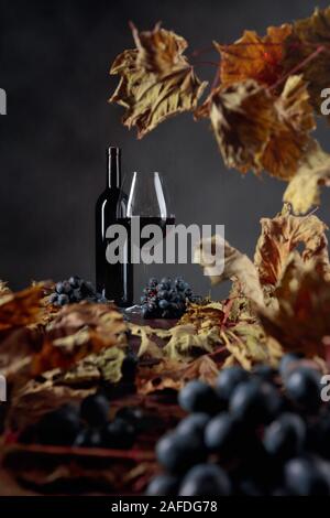 Bottle and glass of red wine on a table with dried vine leaves and blue grapes.  Selective focus. Stock Photo