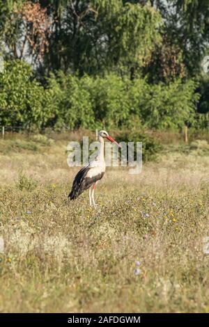 White stork, Ciconia ciconia, large bird, stork family Ciconiidae. Its plumage is mainly white, with black on its wings. Animalia, Chordata, Aves, Cic Stock Photo