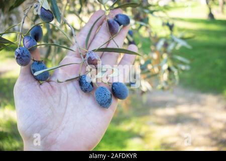 Female caucasian woman hand holding a branch of olive tree with black olives Stock Photo