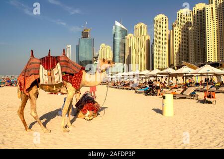 Camels on famous Jumeirah beach and skyscrapers of Dubai ...