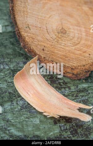 Fatwood stick & tinder shaving from Monteray Pine / Pinus radiata. Fatwood is flammable resinous wood material from fallen pine trees. Survival skills Stock Photo