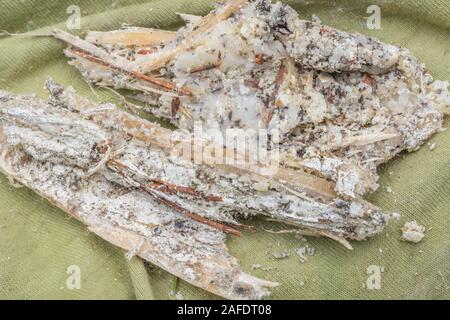 Macro close-up of pine resin from storm damaged Monterey Pine / Pinus radiata. The resin is flammable and used for lighting emergency survival fires. Stock Photo