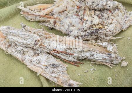Macro close-up of pine resin from storm damaged Monterey Pine / Pinus radiata. The resin is flammable and used for lighting emergency survival fires. Stock Photo