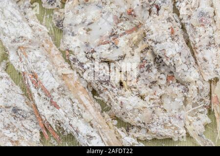 Macro close-up of pine resin from storm damaged Monterey Pine / Pinus radiata. The resin is flammable and used for lighting emergency survival fires. Stock Photo