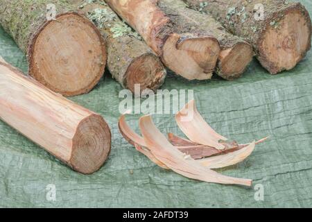 Fatwood stick & tinder from a Monteray Pine / Pinus radiata. Fatwood is flammable resinous wood material from fallen pine trees. Survival skills. Stock Photo