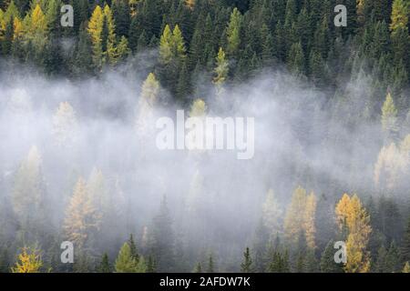 Larch trees in the mist in the Dolomites Stock Photo