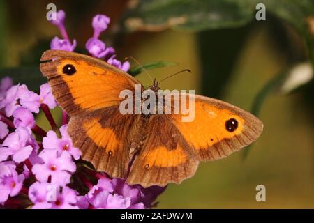 Female Gatekeeper Butterfly (with torn wing) resting on Buddleia flower Stock Photo
