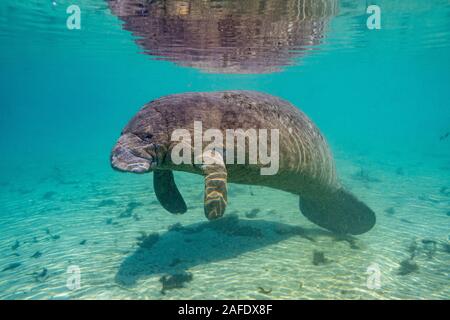 Wide shot of a West Indian Manatee (trichechus manatus) basking in a warm, Florida spring. Manatees come to these warm waters to survive the winter. Stock Photo