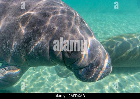 A large, friendly, playful West Indian Manatee (trichechus manatus) approaches the camera for her close up. Stock Photo