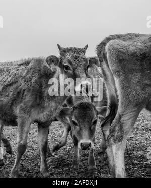 group of black and white cows in a meadow Stock Photo