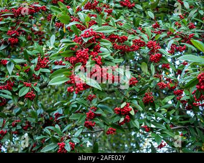 Willowleaf cotoneaster bush (Cotoneaster salicifolius) with abundant red berries and green leaves Stock Photo