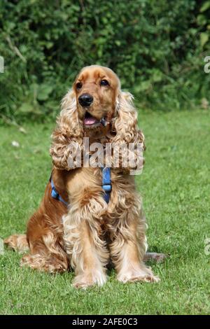 Cocker Spaniel Stock Photo