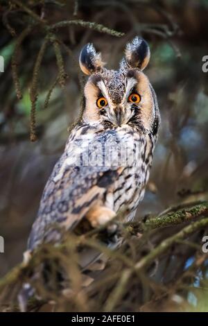 Young long-eared owl sit in a branch and looking on the the camera