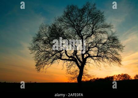 Stileiche in der Daemmerung Stock Photo
