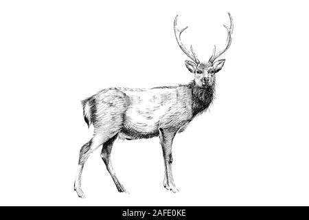 Deer Sketch - Drawing Skill