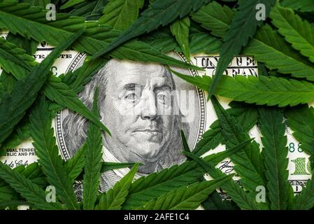 Cannabis marijuana leaves on money dollars . Concept of herb medicine, drug  trade, legalization, relaxation Stock Photo - Alamy