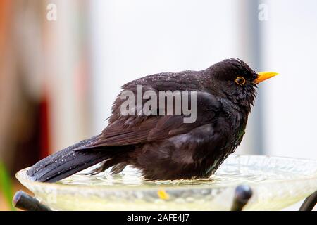 Blackbird in the birdbath Stock Photo