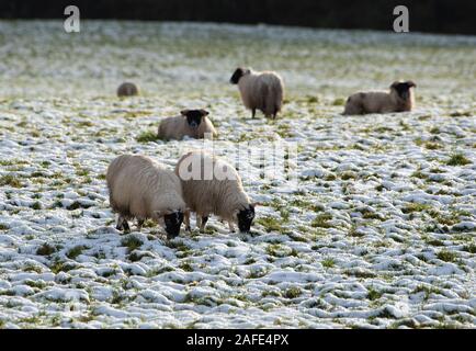 Whitewell, Clitheroe, Lancashire, UK. 15th Dec 2019. Blackface ewes in the snow at Chipping, Preston, Lancashire. Credit: John Eveson/Alamy Live News Stock Photo