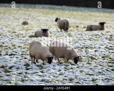 Whitewell, Clitheroe, Lancashire, UK. 15th Dec 2019. Blackface ewes in the snow at Chipping, Preston, Lancashire. Credit: John Eveson/Alamy Live News Stock Photo